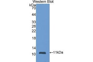 Detection of Recombinant S100A6, Mouse using Polyclonal Antibody to S100 Calcium Binding Protein A6 (S100A6) (S100A6 antibody  (AA 1-89))