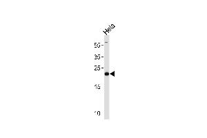 PRDX2 Antibody (Center) (ABIN1882119 and ABIN2839533) western blot analysis in Hela cell line lysates (35 μg/lane). (Peroxiredoxin 2 antibody  (AA 98-127))