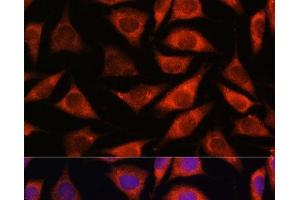 Immunofluorescence analysis of L929 cells using TMX2 Polyclonal Antibody at dilution of 1:100. (TMX2 antibody)