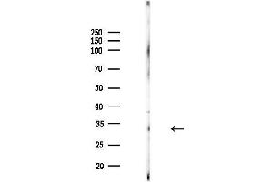anti-Tetratricopeptide Repeat Domain 19 (TTC19) (Internal Region) antibody