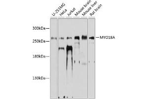 Western blot analysis of extracts of various cell lines, using MYO18A antibody (ABIN6129619, ABIN6144276, ABIN6144277 and ABIN6224863) at 1:1000 dilution. (Myosin XVIIIA antibody  (AA 1970-2054))