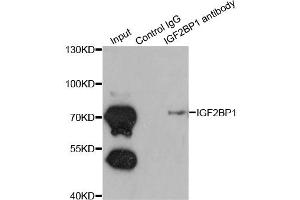 Immunoprecipitation analysis of 200ug extracts of K562 cells using 1ug IGF2BP1 antibody. (IGF2BP1 antibody)