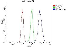 Flow Cytometry analysis of 293T cells using anti-PITX2 antibody (ABIN7603131). (PITX2 antibody  (N-Term))