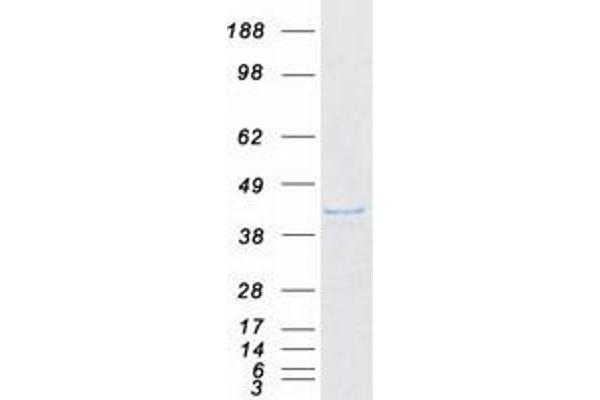 ISG20L2 Protein (Myc-DYKDDDDK Tag)