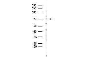 anti-Heat Shock 70kDa Protein 1-Like (HSPA1L) (Internal Region) antibody