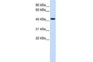 WB Suggested Anti-BACE1 Antibody Titration:  0. (BACE1 antibody  (N-Term))