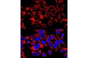 Confocal immunofluorescence analysis of HeLa cells using HSP60/HSPD1 Polyclonal Antibody (ABIN3021181, ABIN3021182, ABIN3021183 and ABIN6214053) at dilution of 1:400. (HSPD1 antibody  (AA 27-240))