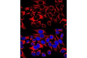 Confocal immunofluorescence analysis of HeLa cells using HSP60/HSPD1 Polyclonal Antibody (ABIN3021181, ABIN3021182, ABIN3021183 and ABIN6214053) at dilution of 1:400. (HSPD1 antibody  (AA 27-240))