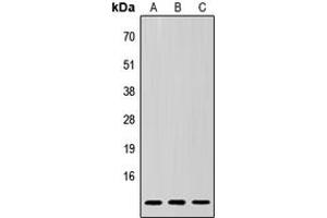 Western blot analysis of SUMO3 expression in HeLa (A), Raw264. (SUMO3 antibody  (N-Term))