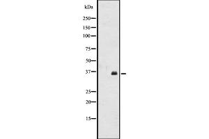 OR2A12 antibody  (C-Term)