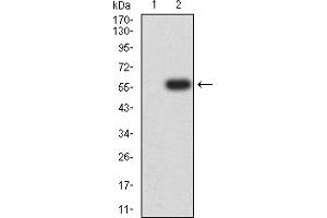 Western blot analysis using CD335 mAb against HEK293 (1) and CD335 (AA: extra 22-258)-hIgGFc transfected HEK293 (2) cell lysate. (NCR1 antibody  (AA 22-258))