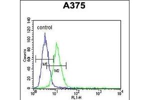 CS Antibody (N-term) (ABIN652074 and ABIN2840538) flow cytometric analysis of  cells (right histogram) compared to a negative control cell (left histogram). (CS (AA 27-55), (N-Term) antibody)