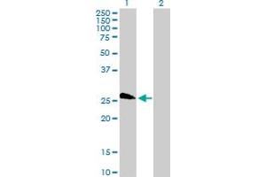 Western Blot analysis of LOC391746 expression in transfected 293T cell line by LOC391746 MaxPab polyclonal antibody. (TAF11L4 antibody  (AA 1-198))