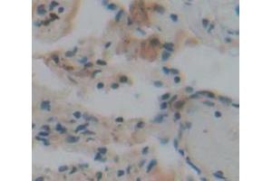 Figure. (BPIFA1 antibody  (AA 20-256))