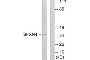 Western Blotting (WB) image for anti-Sideroflexin 4 (SFXN4) (N-Term) antibody (ABIN1849711) (Sideroflexin 4 antibody  (N-Term))