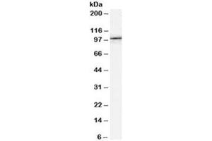 Western blot testing of NIH3T3 lysate with FE65 antibody at 0. (FE65 antibody)