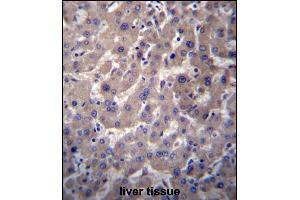 GGT7 Antibody (N-term) (ABIN657079 and ABIN2846241) immunohistochemistry analysis in formalin fixed and paraffin embedded human liver tissue followed by peroxidase conjugation of the secondary antibody and DAB staining.