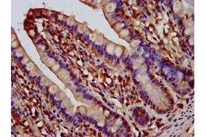 IHC image of ABIN7144503 diluted at 1:200 and staining in paraffin-embedded human small intestine tissue performed on a Leica BondTM system. (Aquaporin 1 antibody  (AA 209-301))