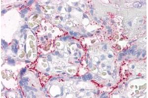 Anti-RASIP1 antibody IHC staining of human placenta. (RASIP1 antibody  (AA 951-963))