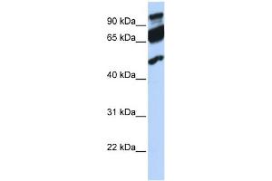 WB Suggested Anti-ERAL1 Antibody Titration:  0. (ERAL1 antibody  (Middle Region))