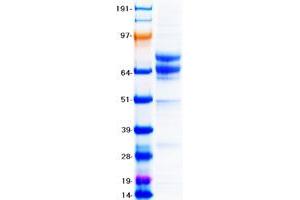Validation with Western Blot (CD19 Protein (Myc-DYKDDDDK Tag))