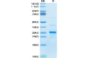 Mouse TRAIL on Tris-Bis PAGE under reduced condition. (TRAIL Protein (AA 118-291) (His tag))