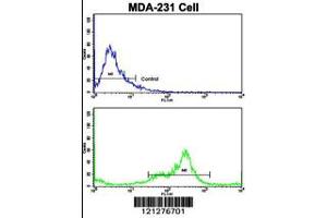 Flow cytometric analysis of MDA-231 cells using VCP Antibody (bottom histogram) compared to a negative control cell (top histogram). (VCP antibody  (C-Term))