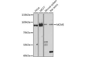 Western blot analysis of extracts of various cell lines, using MCM5 Rabbit mAb (ABIN7268543) at 1:1000 dilution. (MCM5 antibody)