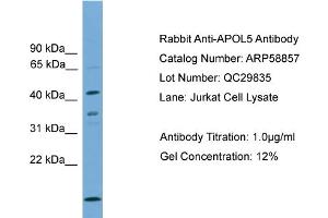 WB Suggested Anti-APOL5  Antibody Titration: 0. (Apolipoprotein L 5 antibody  (C-Term))