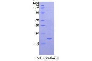 SDS-PAGE (SDS) image for Lectin, Galactoside-Binding, Soluble, 2 (LGALS2) (AA 1-130) protein (His tag) (ABIN2121101)