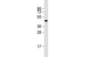 Western blot testing of human A549 cell lysate with NAT16 antibody at 1:2000. (NAT16 antibody  (AA 12-46))