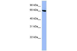 WB Suggested Anti-SHC3 Antibody Titration: 0. (SHC3 antibody  (Middle Region))