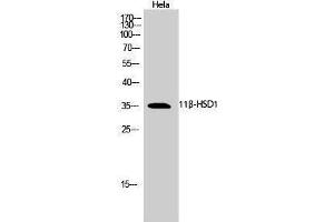 Western Blotting (WB) image for anti-Hydroxysteroid (11-Beta) Dehydrogenase 1 (HSD11B1) (N-Term) antibody (ABIN3183074) (HSD11B1 antibody  (N-Term))