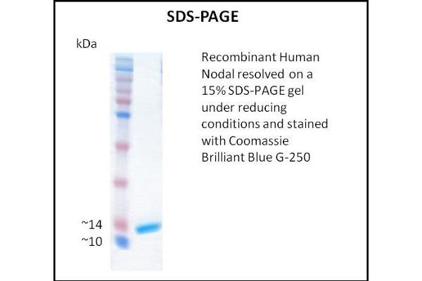 Nodal Protein