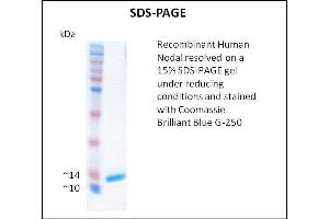 SDS-PAGE (SDS) image for Nodal Homolog (NODAL) (Active) protein (ABIN5509792) (Nodal Protein)
