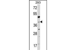 Western blot analysis of hNAGK- (R) in 293 cell line lysates (35 μg/lane).