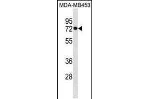 Western blot analysis in MDA-MB453 cell line lysates (35ug/lane). (HSPA1L antibody  (C-Term))