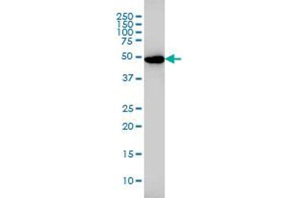 Glutathione Reductase antibody  (AA 413-522)