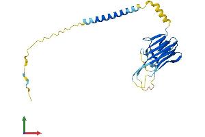 AlphaFold protein structure predicition of Mouse Recombinant Tnfsf14 Protein, UniprotID Q9QYH9 (TNFSF14 Protein (AA 1-239) (His tag))