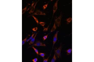 Immunofluorescence analysis of NIH-3T3 cells using CKMT1B Polyclonal Antibody (ABIN3017245, ABIN3017246, ABIN3017247 and ABIN6220012) at dilution of 1:100 (40x lens). (CKMT1B antibody  (AA 1-85))