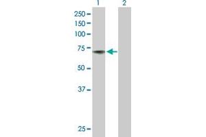 Western Blot analysis of ACHE expression in transfected 293T cell line by ACHE MaxPab polyclonal antibody. (Acetylcholinesterase antibody  (AA 1-640))