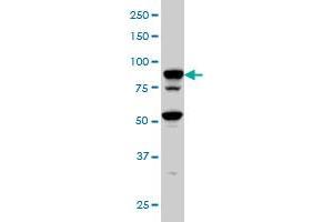 TFRC monoclonal antibody (M01), clone 1E6 Western Blot analysis of TFRC expression in Hela S3 NE . (Transferrin Receptor antibody  (AA 68-168))