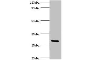 Western blot All lanes: COLEC11 antibody at 4 μg/mL + Rat liver tissue Secondary Goat polyclonal to rabbit IgG at 1/10000 dilution Predicted band size: 29, 27, 22, 30, 25, 24, 31 kDa Observed band size: 29 kDa (COLEC11 antibody  (AA 26-271))