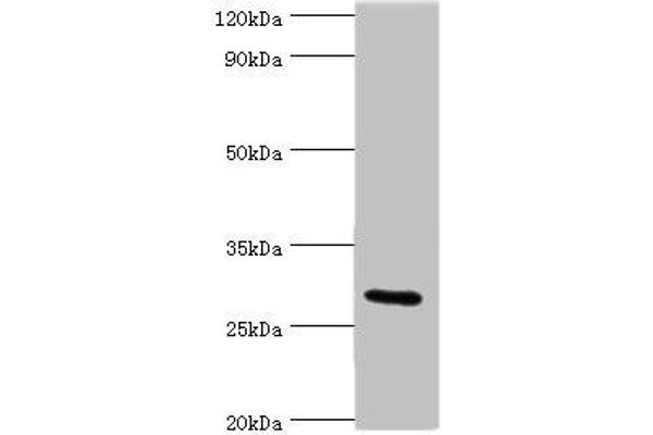 COLEC11 抗体  (AA 26-271)