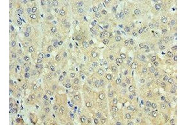 ADH1C antibody  (AA 1-375)
