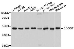 Western blot analysis of extracts of various cell lines, using DDOST antibody.