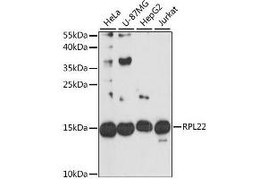 Western blot analysis of extracts of various cell lines, using RPL22 antibody. (RPL22 antibody  (AA 1-122))