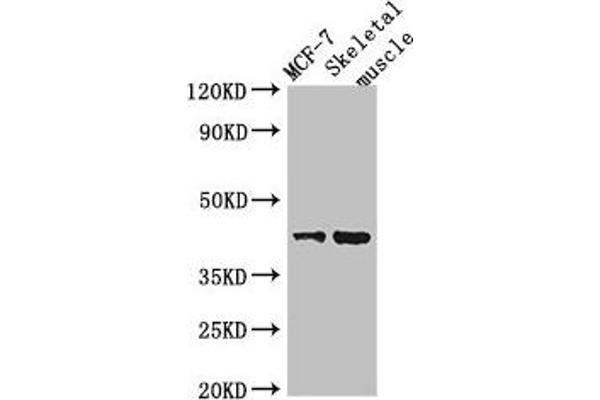 USP18 antibody  (C-Term)