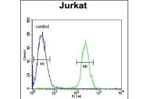 RNF8 Antibody (ABIN653777 and ABIN2843067) flow cytometric analysis of Jurkat cells (right histogram) compared to a negative control cell (left histogram). (RNF8 antibody)