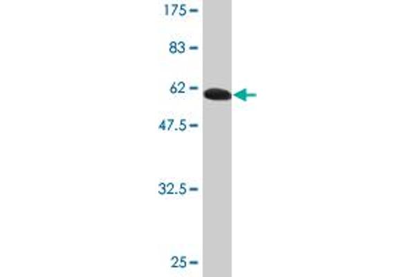 MAGEA2 antibody  (AA 1-314)